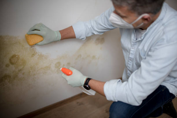 Best Forensic Mold Investigation  in Muenster, TX